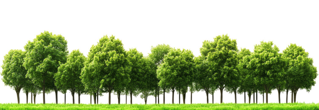 Lush green trees in a row