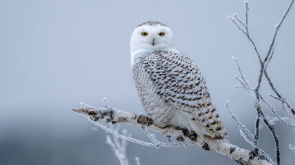 Fototapeta premium Snowy owl perched on frosty branch winter landscape wildlife photography serene environment close-up view