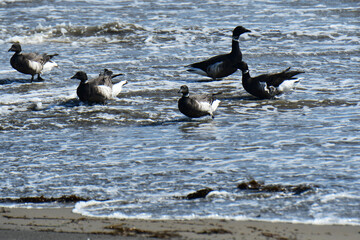 波打ち際で休むコクガン