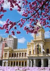Ipê rosa florido na Praça da Estação em Belo Horizonte