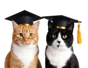  Two adorable cats wearing gold graduation caps, black and white tuxedo cat and orange tabby, academic theme, pet celebration, transparent background PNG
