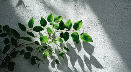 Lush green foliage casts shadows on a textured, off-white wall, bathed in sunlight