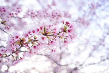 Obraz premium Delicate pink cherry blossoms on a branch floral