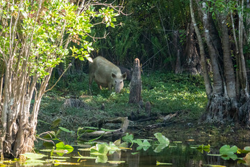 Wild Hog in the Swamp at Six Mile Cypress Slough Preserve, Florida