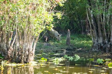 Wild Hog in the Swamp at Six Mile Cypress Slough Preserve, Florida