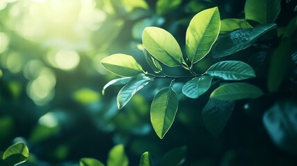 Obraz premium Sunlight on Lush Green Leaves