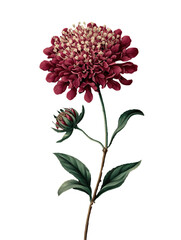illustration of scabiosa flower isolated on transparent background.