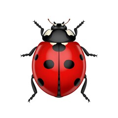 Illustration of a red ladybug with black spots, viewed from above, on a white background.