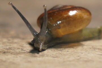 Snails are soft-bodied gastropod mollusks with coiled shells, known for slow movement,...