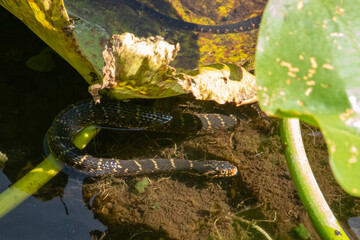 Striped Water Snake in Lily Pads at Six Mile Cypress Slough Preserve, Florida