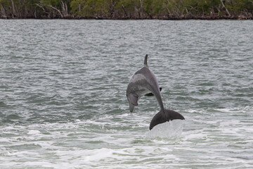 Bottlenose Dolphin Leaping Out of the Water in the Everglades, Florida