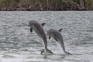 Pair of Bottlenose Dolphins Leaping in the Everglades, Florida