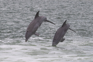 Pair of Bottlenose Dolphins Leaping in the Everglades, Florida