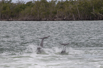 Pair of Bottlenose Dolphins Leaping in the Everglades, Florida
