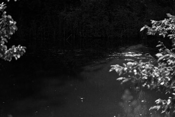 Dark pond and shore grass in black and grey tone. Despair and hopeless concept.
