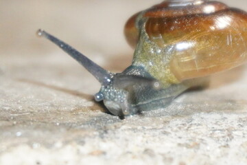  Snails are soft-bodied gastropod mollusks with coiled shells, known for slow movement,...