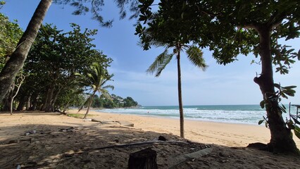 palm trees on the beach