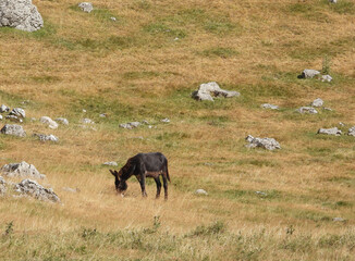 Donkey grazing on a dry mountainous field in Bosnia