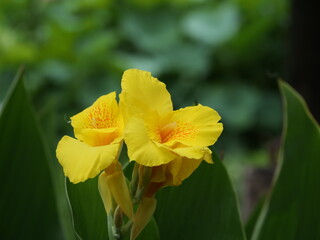 公園でカンナが花を咲かせている