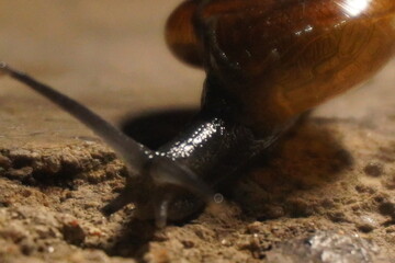  Snails are soft-bodied gastropod mollusks with coiled shells, known for slow movement, moisture-loving habitat, and diverse global species.