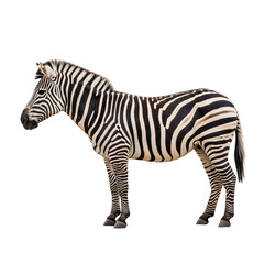 Obraz premium A zebra standing in profile isolated on transparent background