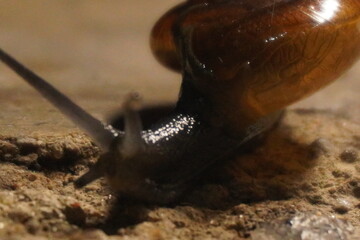  Snails are soft-bodied gastropod mollusks with coiled shells, known for slow movement,...