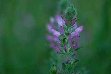Ononis arvensis, the field restharrow