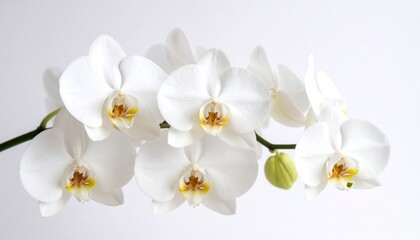 White Phalaenopsis orchid flowers arranged gracefully on clean white background symbolizing purity, elegance, and natural beauty