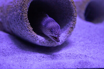 Moray Eel Peeking Out from Rock Tube