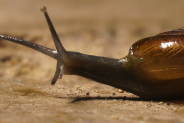  Snails are soft-bodied gastropod mollusks with coiled shells, known for slow movement,...