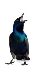 A vibrant, calling bird