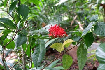 Close-up of Red ixora flowers in the garden.