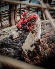 This is a close-up image of a Muscovy duck, easily identified by the distinctive red, warty caruncles around its eyes and beak.
