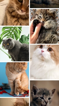 Vertical Cute Pet Slideshow Opener