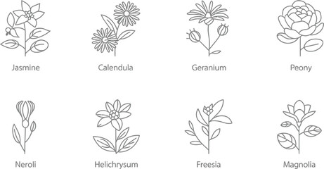 Eight different flower drawings with their names in a minimalist style