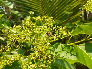 Singkil (Premna corymbosa) plant in the garden. Also known as waung, berbuas, or buas buas. The...