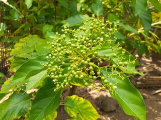 Singkil (Premna corymbosa) plant in the garden. Also known as waung, berbuas, or buas buas. The...
