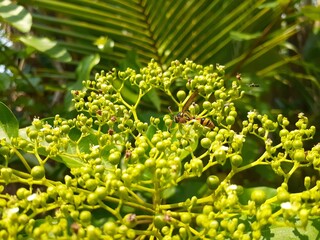 Singkil (Premna corymbosa) plant in the garden. Also known as waung, berbuas, or buas buas. The...
