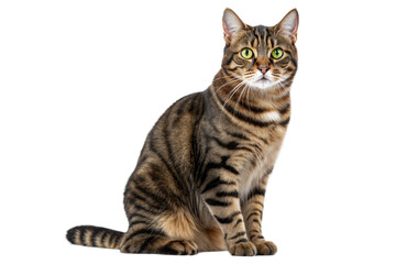 Obraz premium A beautiful tabby cat with bright green eyes sits attentively on a black background