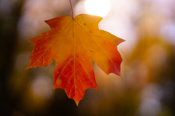Autumn fall background. Maple leaves in autumn. Autumnal landscape. Yellow fall. Natural beauty of fall. Falling leaves. Fallen maple leaves autumn wallpaper. Autumn leaves. Fall foliage.
