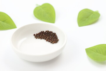 素朴なキャベツの種