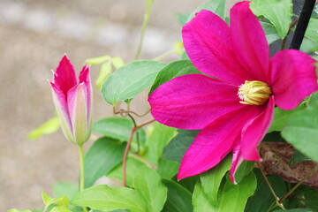 赤ピンク色の花を咲かせるクレマチス　サンセット