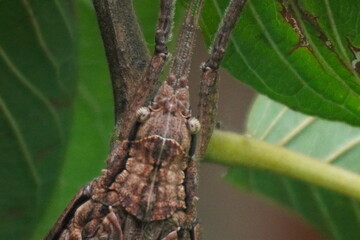 Stick insect is a master of camouflage, resembling twigs, known for its slow movement, herbivorous diet, and incredible natural disguise
