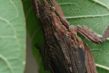 Stick insect is a master of camouflage, resembling twigs, known for its slow movement, herbivorous diet, and incredible natural disguise