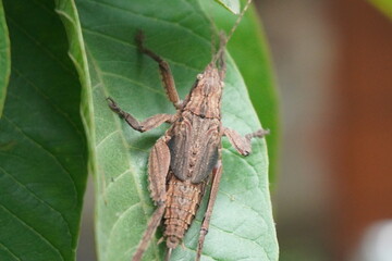 Stick insect is a master of camouflage, resembling twigs, known for its slow movement, herbivorous diet, and incredible natural disguise