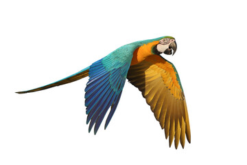Colorful flying Blue and Gold Macaw parrot isolated on transparent background png file	