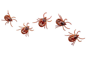 dog tick isolated on white background