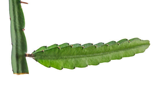 The dragon fruit tree branch is an succulent plant, able to cling to other trees for living.