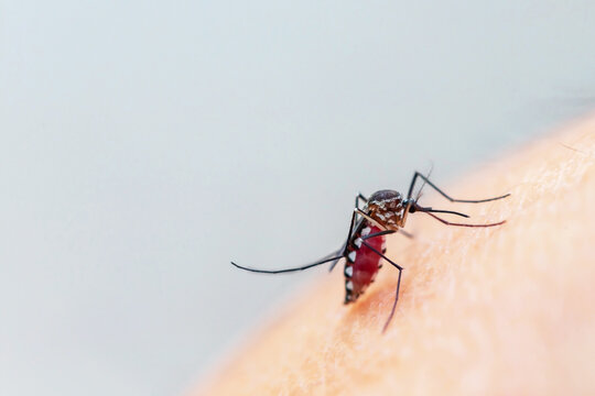 Close up a aedes aegypti mosquito