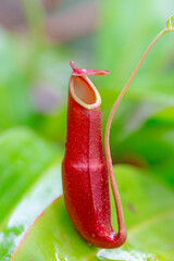 Nepenthes is a type of insectivorous plant